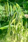 Avena fatua