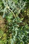 Eryngium campestre