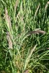 Holcus lanatus