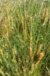 Anthoxanthum odoratum