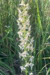Platanthera chlorantha