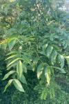 Fraxinus excelsior