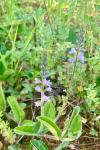 Veronica officinalis