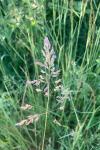 Poa pratensis