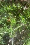 Galium aparine