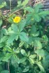 Potentilla reptans