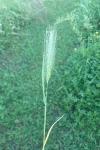 Hordeum murinum