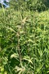 Urtica dioica