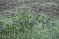 Datura stramonium