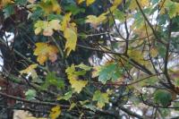 Acer campestre