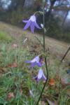 Campanula rapunculus