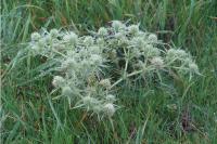 Eryngium campestre