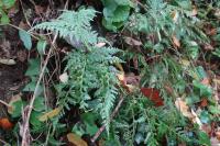 Asplenium adiantum-nigrum