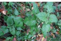 Melissa officinalis