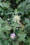 Knautia arvensis