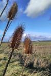 Dipsacus fullonum