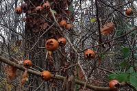 Crataegus germanica