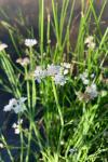 Oenanthe fistulosa