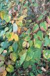 Reynoutria japonica