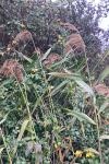 Phragmites australis
