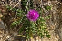 Cirsium acaulon
