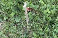 Spiranthes spiralis