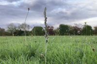 Spiranthes spiralis