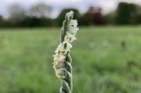 Spiranthes spiralis