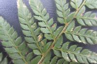 Polystichum aculeatum