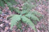 Polystichum aculeatum