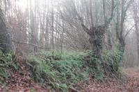 Carpinus betulus
