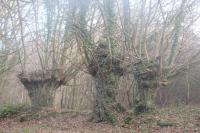 Carpinus betulus