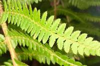 Polystichum aculeatum