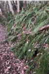 Polystichum aculeatum