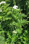 Sambucus ebulus