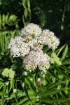 Sambucus ebulus