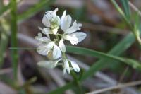 Polygala calcarea