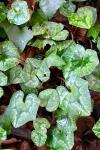 Cyclamen hederifolium