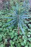 Euphorbia lathyris