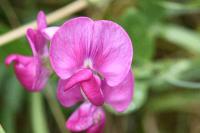 Lathyrus latifolius