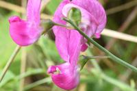 Lathyrus latifolius