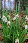Galanthus nivalis