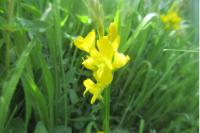 Genista sagittalis
