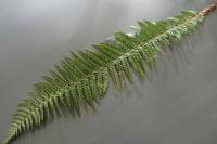 Polystichum aculeatum