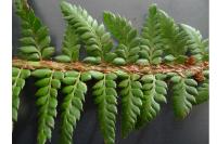 Polystichum aculeatum