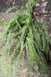 Asplenium trichomanes