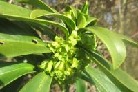 Daphne laureola