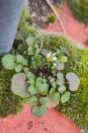 Cardamine hirsuta