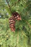 Pseudotsuga menziesii