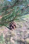 Pinus sylvestris